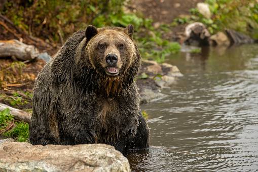 Grizzly Bear (Ursus arctos horribilis) having rest in the river in coastal British Columbia, Canada\