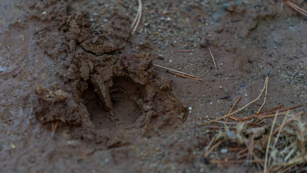 istock animal tracks marked in the mud on the paths in mountains and fields 1286427753