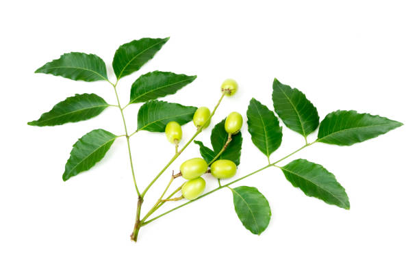 istock Fresh Neem fruit on neem green leaf isolated 1286429017