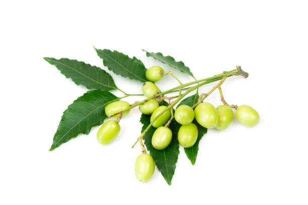istock Fresh Neem fruit on neem green leaf isolated 1286429022