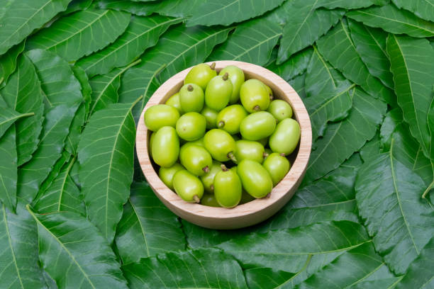 istock Fresh Neem fruit on wooden bowl on neem green leaf background. 1286429783