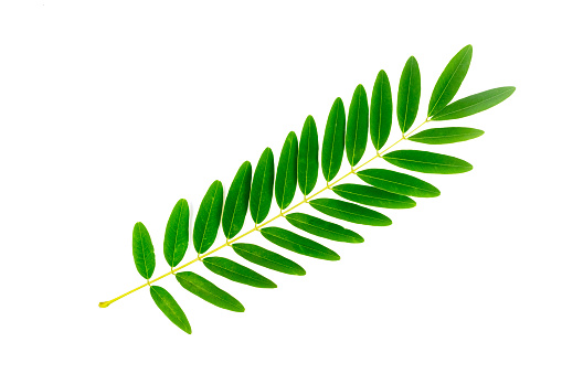 Senna siamea fresh green leaves isolated on white background. Senna siamea is both food and herbal medicine.