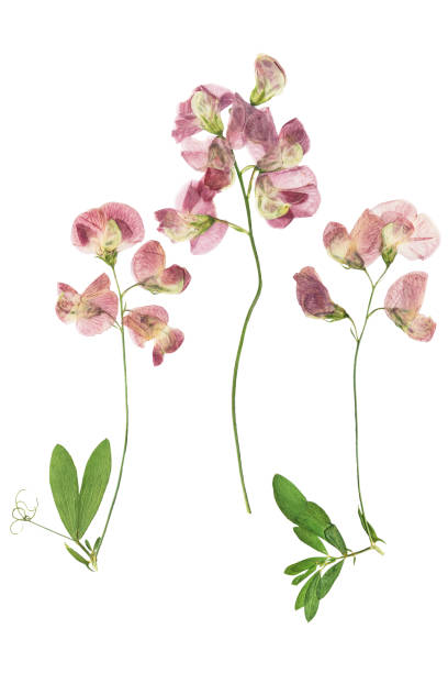 istock Pressed and dried lathyrus bush, isolated on white background. For use in scrapbooking, pressed floristry or herbarium. 1286433667
