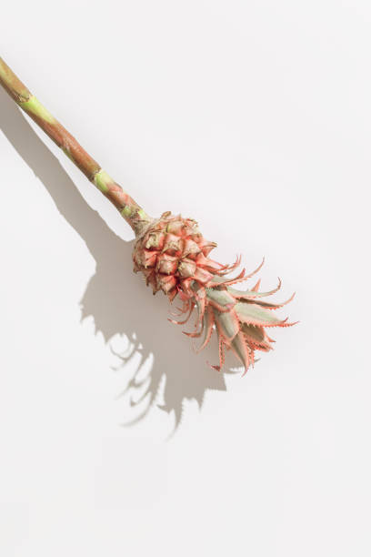 istock Dwarf Ornamental pink Pineapple flower on white background with hard light and copy space. Holiday invitation in minimal style. 1286434509