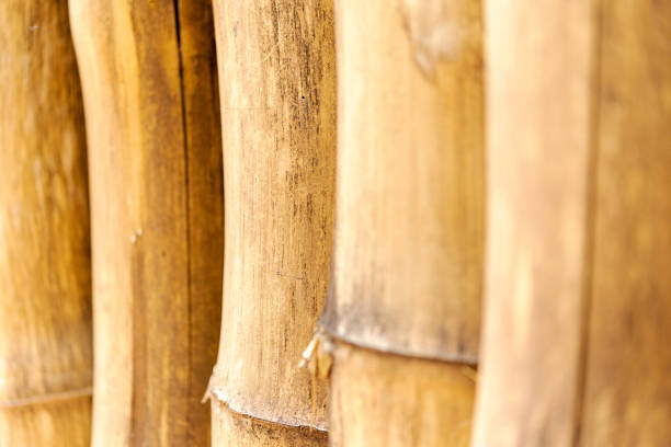 istock Detail of dry bamboo 1286434734