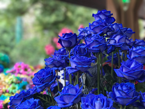 Natural bouquet of blue roses for decoration