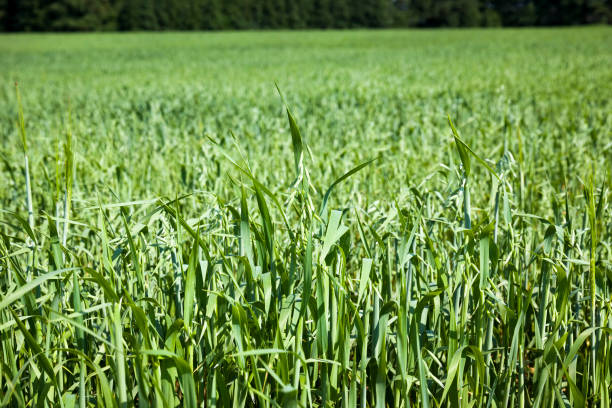 istock agricultural field sown oats 1286438845