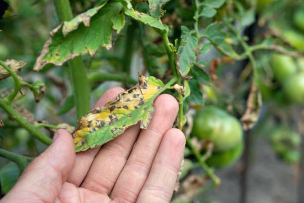 トマトのセプトリアリーフスポット。病気やトマトの葉の害虫によって損傷を受けた - wilted plant ストックフォトと画像