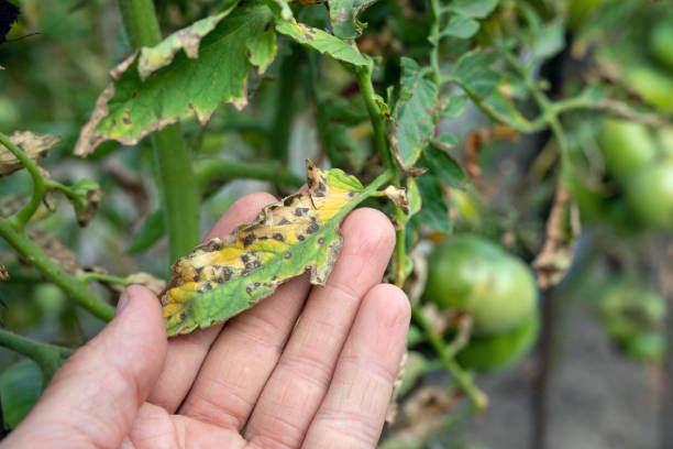 Septoria leaf spot on tomato. damaged by disease and pests of tomato leaves Septoria leaf spot on tomato. damaged by disease and pests of tomato leaves. bad condition stock pictures, royalty-free photos & images