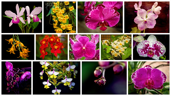 Collage of closeup of colorful orchid flowers