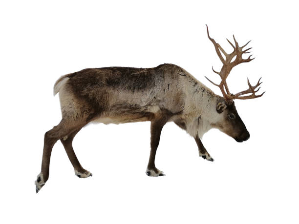 istock Reindeer isolated on white background. Element for design, collage and other works. 1286443886