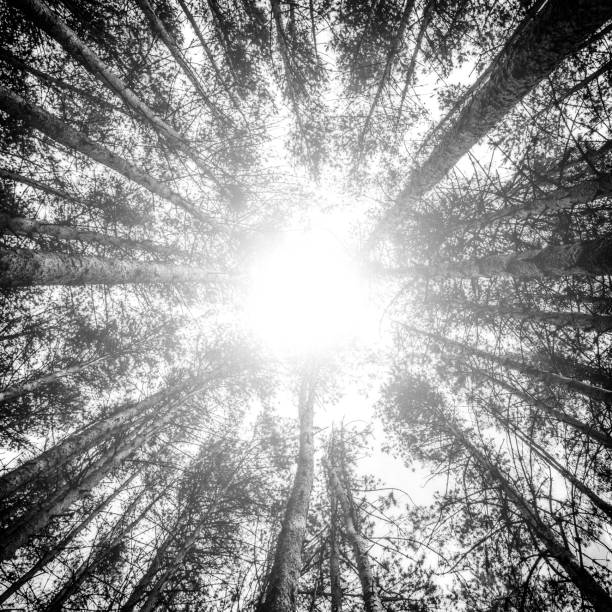 samolot przeciwko posiekane lasu sosnowego. lampa błyskowa na środku obrazu. - pine tree flash zdjęcia i obrazy z banku zdjęć