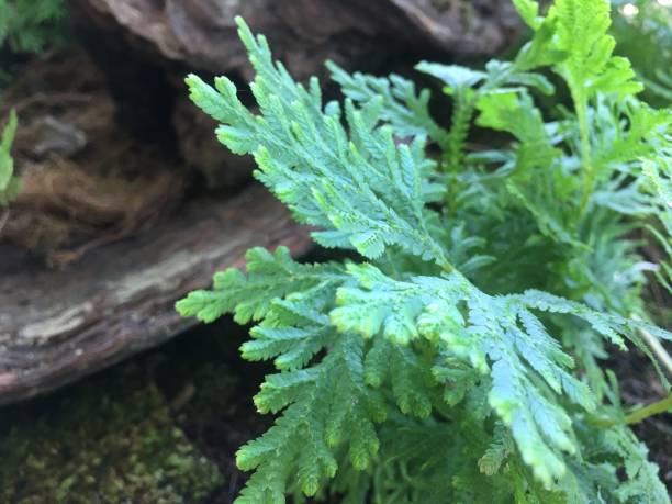 istock Small fern in the garden 1286446526