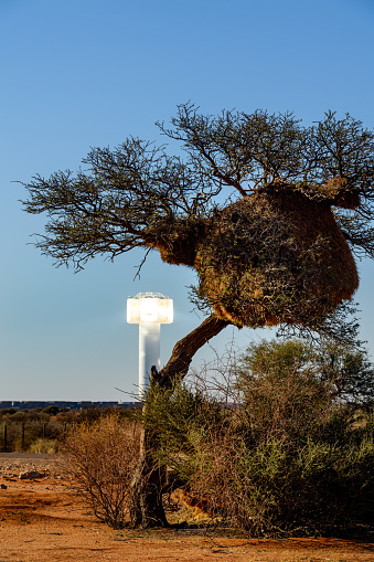 A sociable weaver nest and camel thorn tree frame the Khi Solar One green energy generating plant in the desert near Keimoes and Upington in the Northern Cape, South Africa.