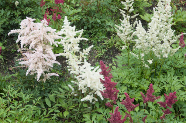 istock Astilbe flowers in a garden 1286449522