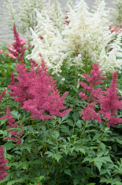 istock Astilbe flowers in a garden 1286449524