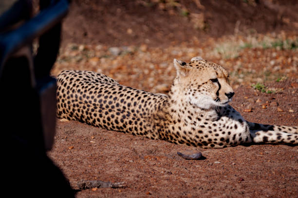 istock Cheetah on the Maasai Mara National Reserve 1286450917