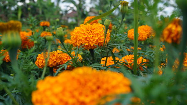 istock Beautiful Gemitir Flower 1286451806
