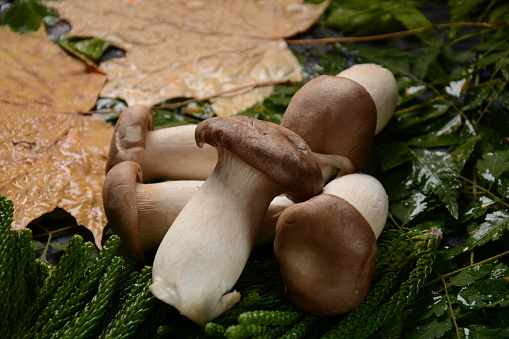 Heap of fresh raw mini king oyster mushrooms. Autumn composition