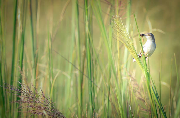 a bird holding its prey in a paddy field shot in the morning lights