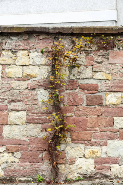 istock Green plant on stone wall 1286453087