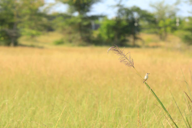 a bird holding its prey in a paddy field shot in the morning lights