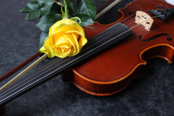 violino, rosa gialla su sfondo nero. in alto - classical music red violin bow foto e immagini stock
