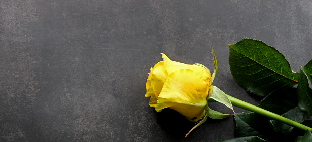 beautiful yellow rose shot in natural light on dark background