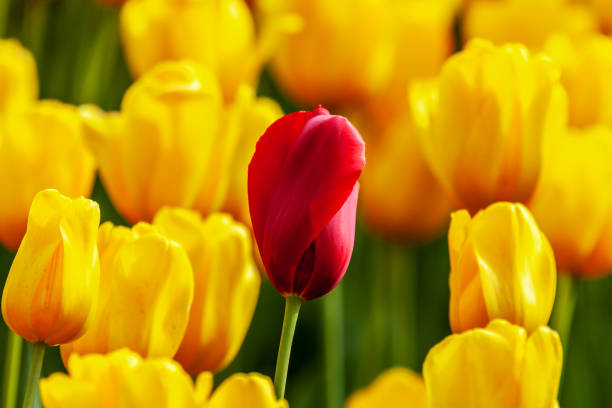 istock red tulip among yellow tulips 1286454114