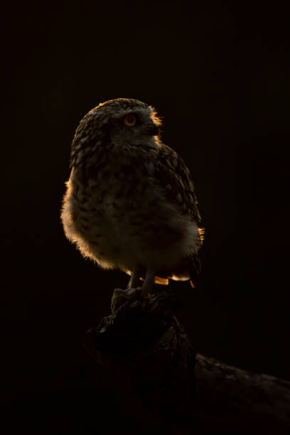 istock Burrowing owl (Athene cunicularia) on a branch 1286454843