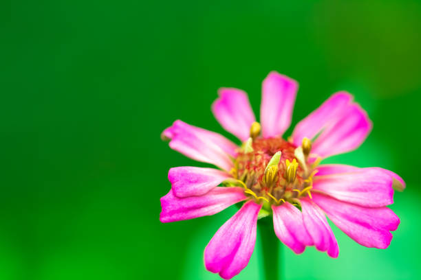 Pink Zinnia flower in the garden nature background