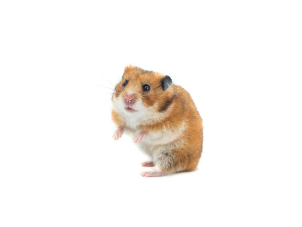 A 9-year-old Asian girl is playing with a hamster on the grass. Children all like mini and cute little hamsters. They have become popular pets in recent years.