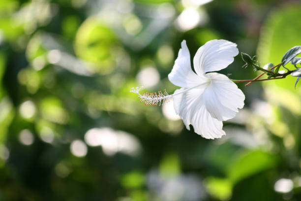 White Hibiscus blooming on a summer day Hibiscus It’s a genus of flowering plants in the mallow family, Malvaceae. Member species are renowned for their large, showy flowers and those species are commonly known simply as "hibiscus", or less widely known as rose mallow. Other names include hardy hibiscus, rose of sharon, and tropical hibiscus. The genus includes both annul and perennial herbaceous plants, as well as woody shrubs and small trees. A tea made from hibiscus flowers is known by many names around the world and is served both hot and cold. long stamened stock pictures, royalty-free photos & images