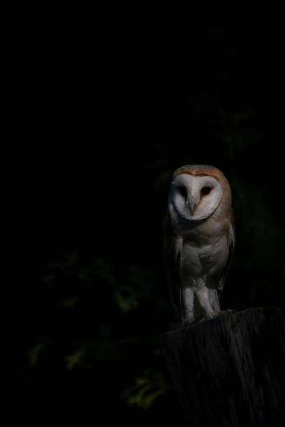 istock Cute and Beautiful Barn owl (Tyto alba) sitting on a branch. 1286456997