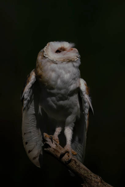 istock Cute and Beautiful Barn owl (Tyto alba) sitting on a branch. 1286456999