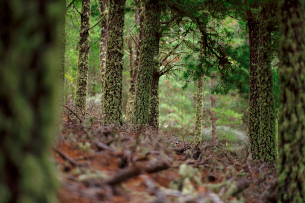 vista ad angolo basso della foresta in spagna - beech leaf low angle view deciduous tree tree trunk foto e immagini stock