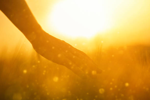 istock Fantasy and magic hour in the wheat crop 1286457056