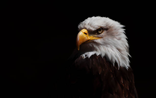 istock Close-up of alert bald eagle 1286457060