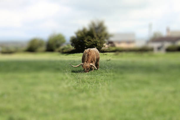 A view of a Highland Cow in Scotland