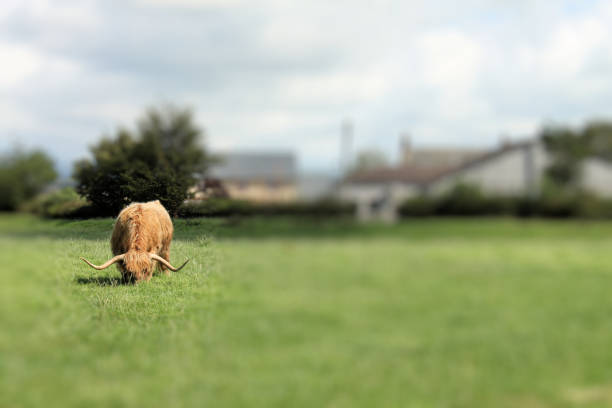 A close up of a Highland Cow in Scotland