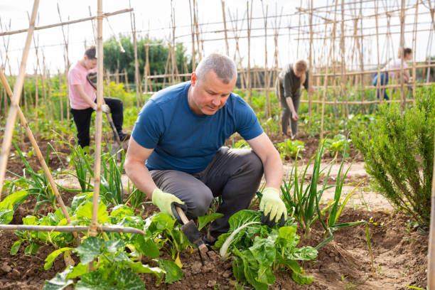 istock Mman working in vegetable garden with family 1286458151