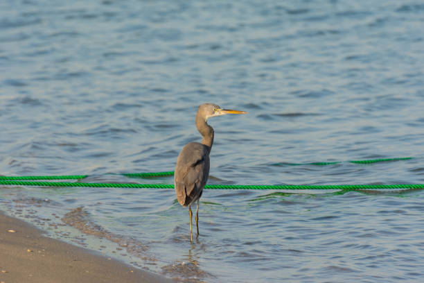 istock A grey Heron standing on beach in corniche park, Dammam, Saudi Arabia 1286458314