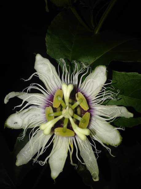 istock Flowers that bloom after the rain 1286459190