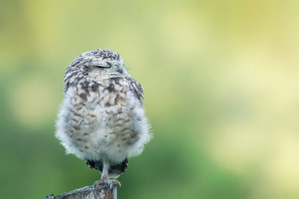 istock Cute Burrowing owl (Athene cunicularia) sitting on a branch. 1286459580