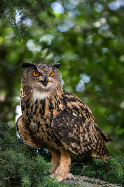 istock Beautiful Eurasian Eagle owl (Bubo bubo) on a branch in a tree. 1286459627