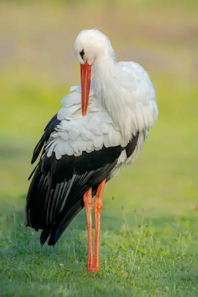 Portrait of a White Stork (Ciconia ciconia) brushing its feathers. Summer meadow. Noord Brabant the Netherlands, Europe. National bird of Germany and Belarus.