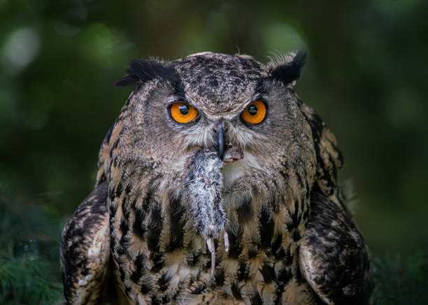 istock Portrait of a Eurasian Eagle owl (Bubo bubo) on a branch 1286459650