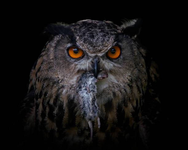 istock Portrait of a Eurasian Eagle owl (Bubo bubo) on a branch 1286459736