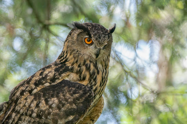 istock Beautiful Eurasian Eagle owl (Bubo bubo) on a branch in a tree. 1286459737