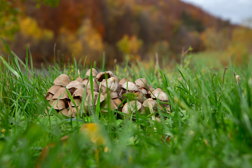 Close up of a group of many Mycena mushrooms growing in the grass